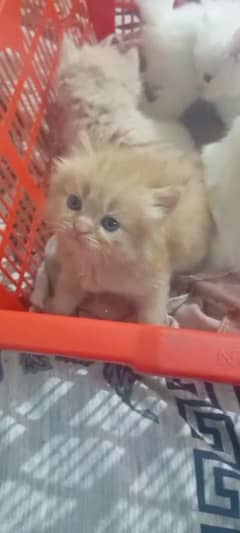 triple coated heavy fur kittens