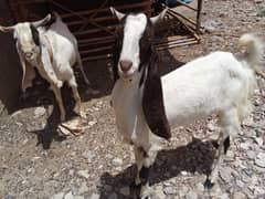 Bakra