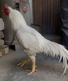 hens