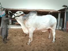 Sibbi and Sahiwali Cross Bulls