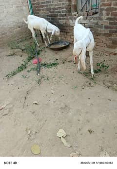 2 white betal bakery 2 dant waly Qurbani ka Lia