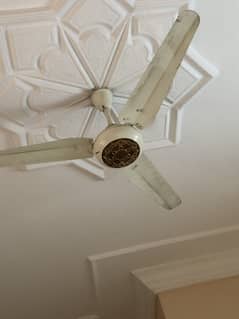 4 fan ha total original ha silver waiding ma