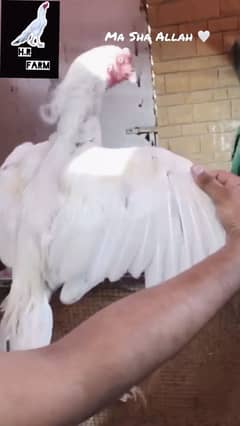 Top quality heera breed
