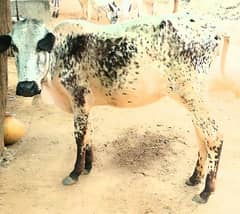Vachi for sale Whatsapp 03130026074