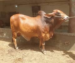 fresh 2 dant sahiwal