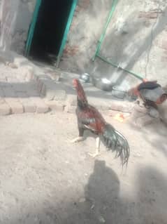 Lasani