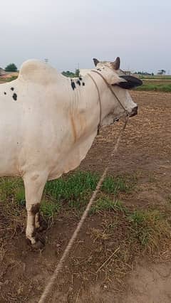 qurban
