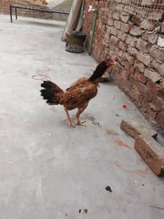 aseel and golden buff