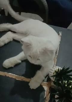 white Russian cat male