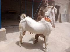 Fully matured original gulabi breader