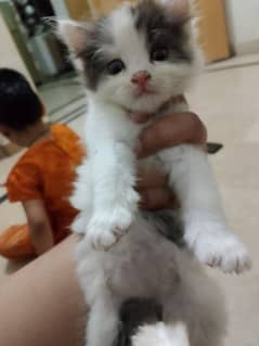 friendly and healthy kitten not perssion