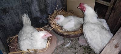 Aseel Heera