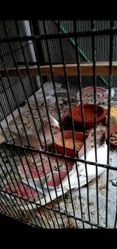 Cockatiels Ino breeder pair