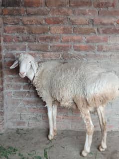 sheep 11 month