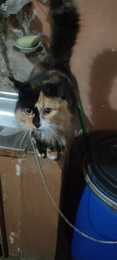 Persian