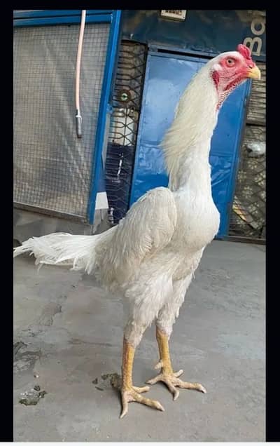 SHAMOO ASEEL JAPAN NASAL