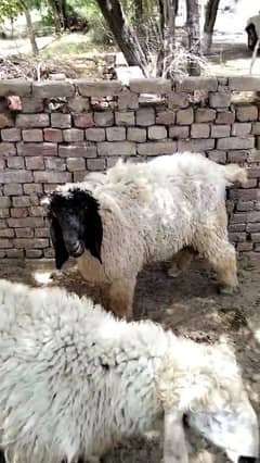 Qurbani