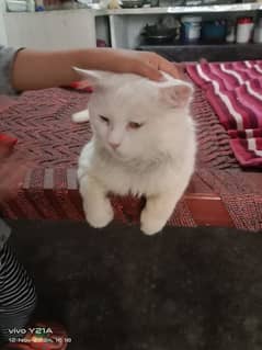 cat for sale hy