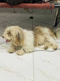 Shihtzu