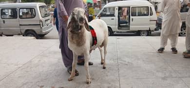 Dumba for sale