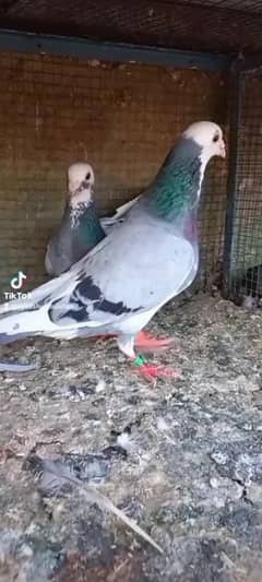 pigeon
