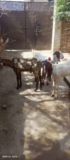 Qurbani goats