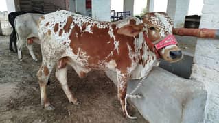 qurbani waly janwar