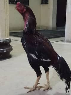 Aseel