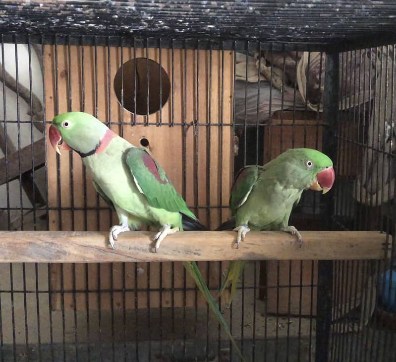 Ra Parrots Pair 0