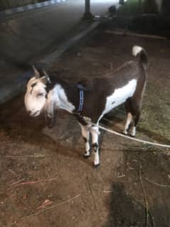 Bakra toota pori