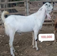 Bakra