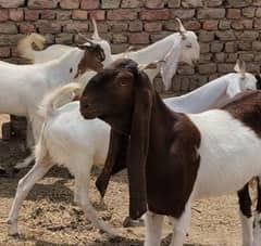 Qurbani