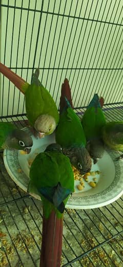 green cheek conure  pathay