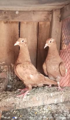 tawa band pathy f s Multan o31371o1886