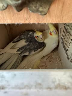 Cockatiel pair