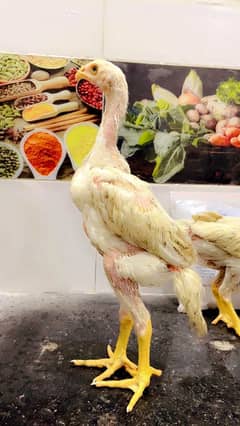 Pure White Shamo Chicks | King Size | High Quality Breed |Multiple Age