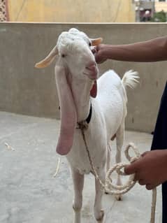 gulabi