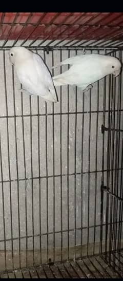 albino
