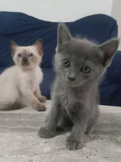 30 days baby availiable gray colour scotish fold