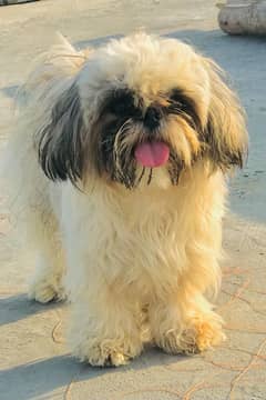 Shihtzu puppies