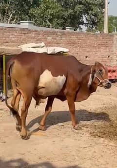 Bachra , Wacha , Calf , Kubani