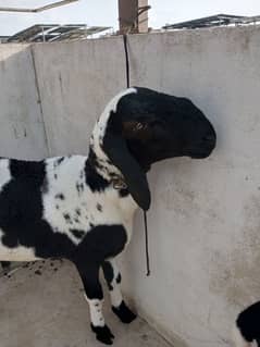 dumba for sell