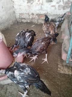 aseel chick