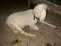 qurbani