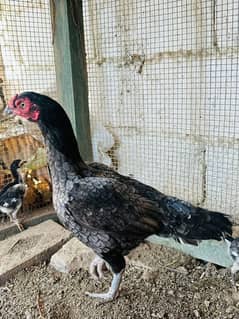 1 mushka male 2 saleti female