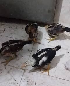 4 Aseel Chicks