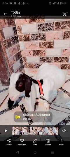 Gulabi