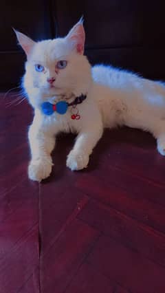 Adult Persian male cat