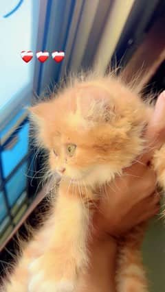 2 month male kitten