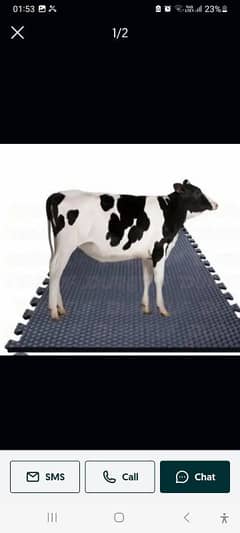 cow
